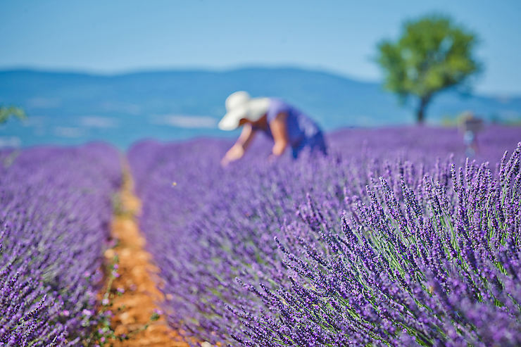 plateau de valensole